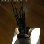 https://www.perardifioristi.it/wp-content/uploads/2010/06/piante-appartamento-06.jpg